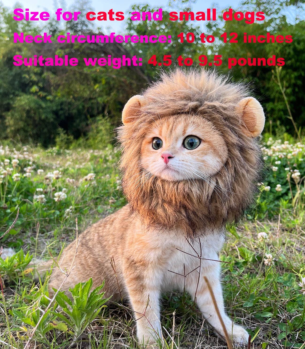 RosyLife chat portant la crinière lors d'une fête pour photos festives