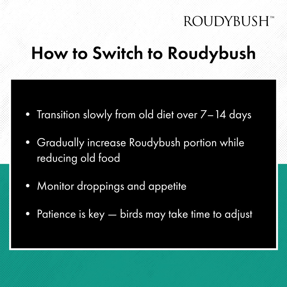 RoudyBush mangeoire dans jardin avec oiseaux soulignant plaisir d’observation