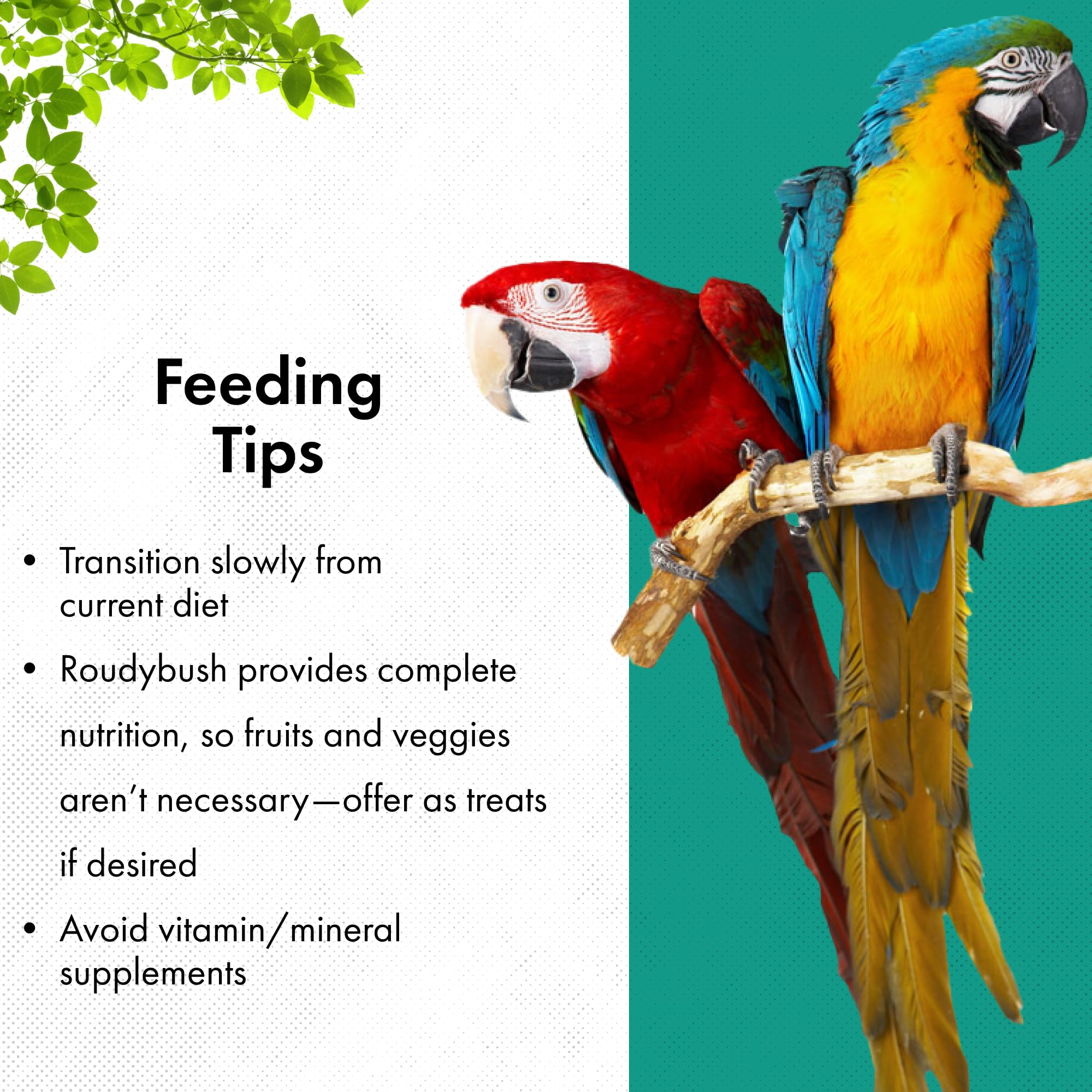RoudyBush oiseau mange en cage avec alimentation régulière et routine facilitée