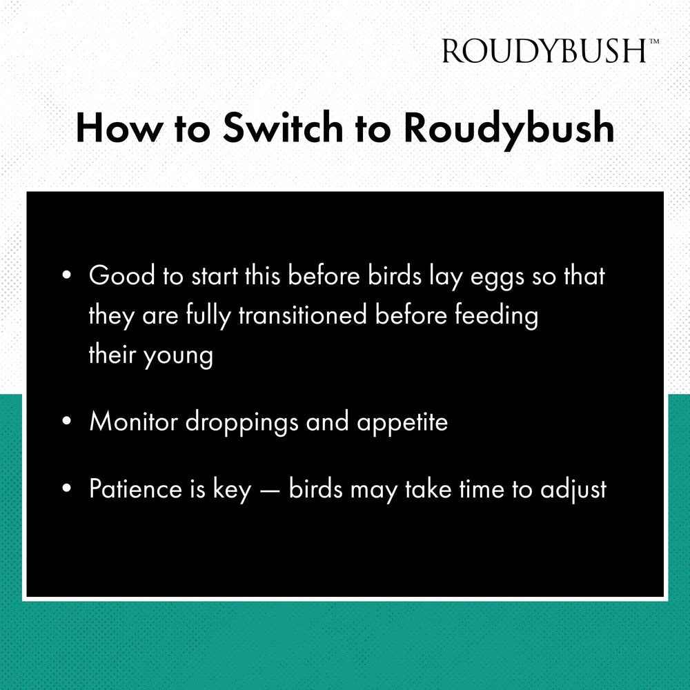 RoudyBush oiseau se nourrissant des granulés montrant appétence et vitalité