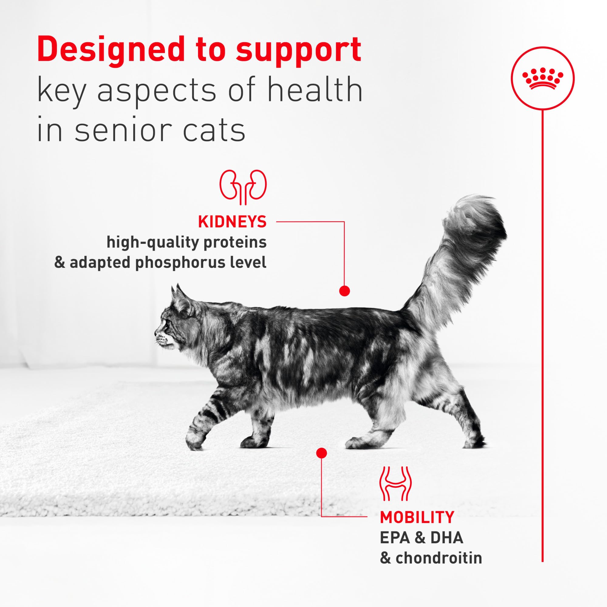 ROYAL CANIN chat senior mangeant, favorise prise alimentaire et bien-être