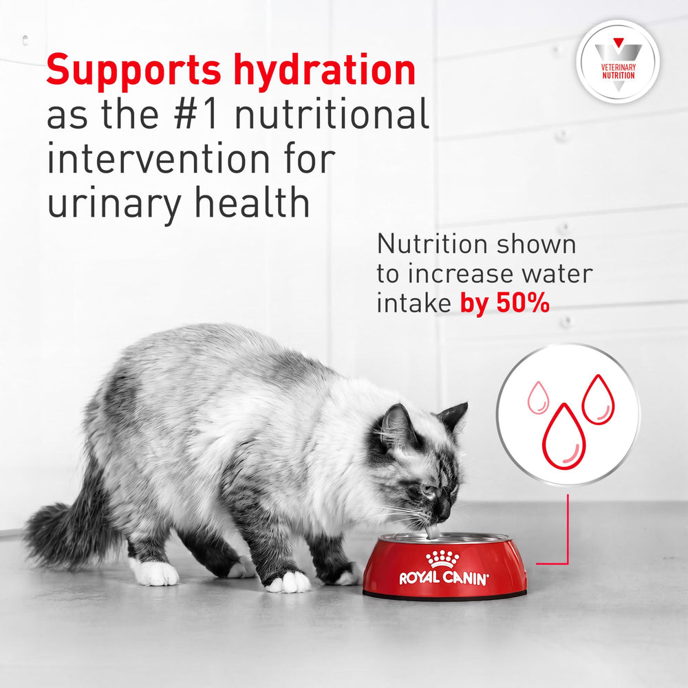 ROYAL CANIN portion servie dans une assiette favorisant l'hydratation