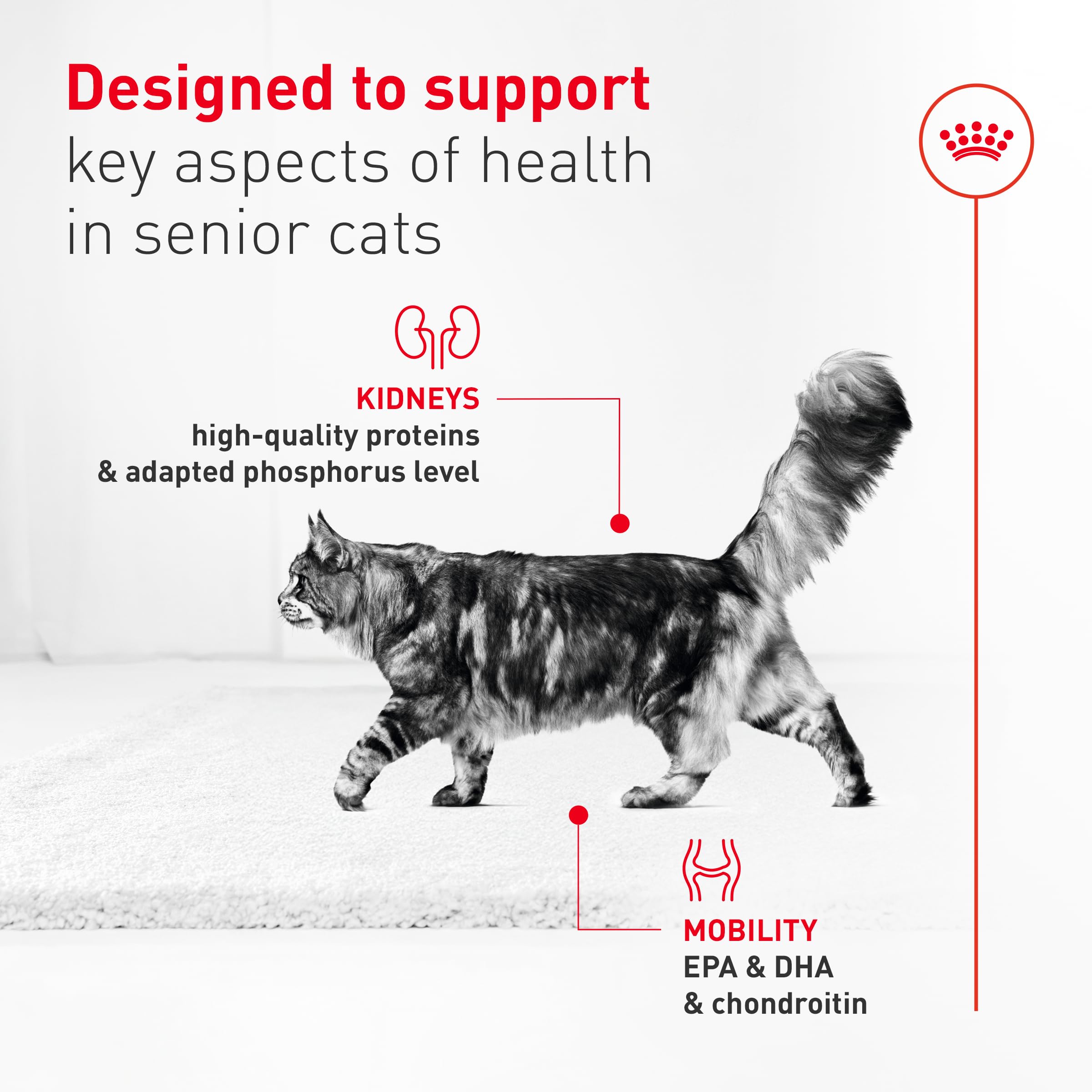 ROYAL CANIN mousse servie dans assiette pour repas quotidien