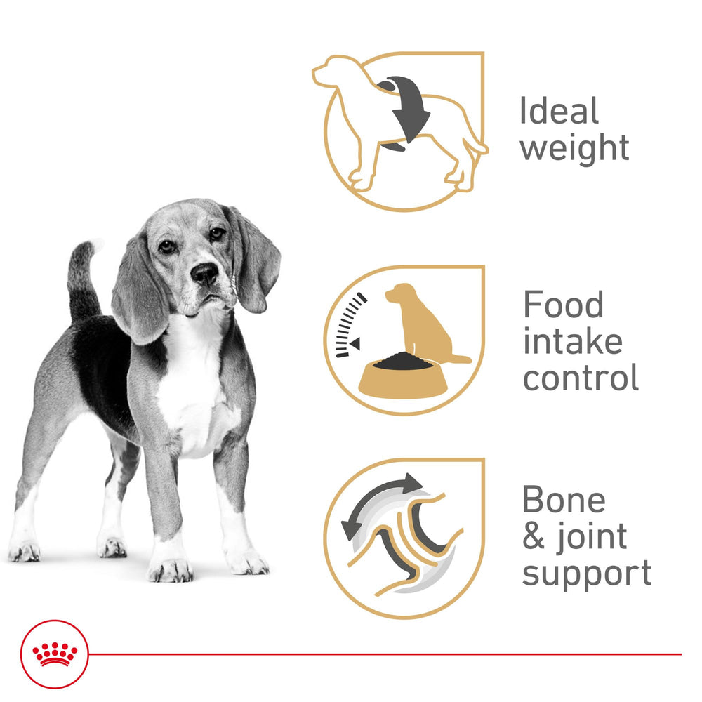 ROYAL CANIN étiquette lisible listant nutriments ciblés pour Beagle