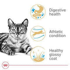 ROYAL CANIN croquette en Y adaptée à la mâchoire du Bengal favorisant mastication