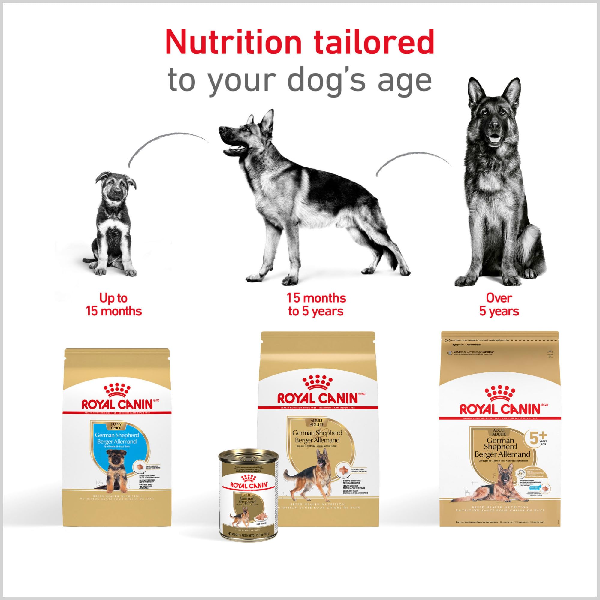 ROYAL CANIN chien berger allemand en action, souligne soutien articulaire et mobilité