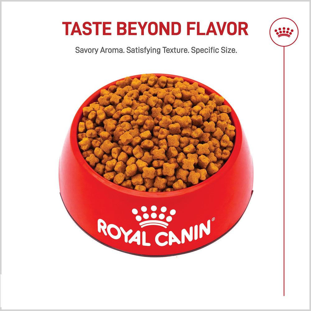 Royal Canin gros plan des croquettes adaptée à la mâchoire pour mastication efficace