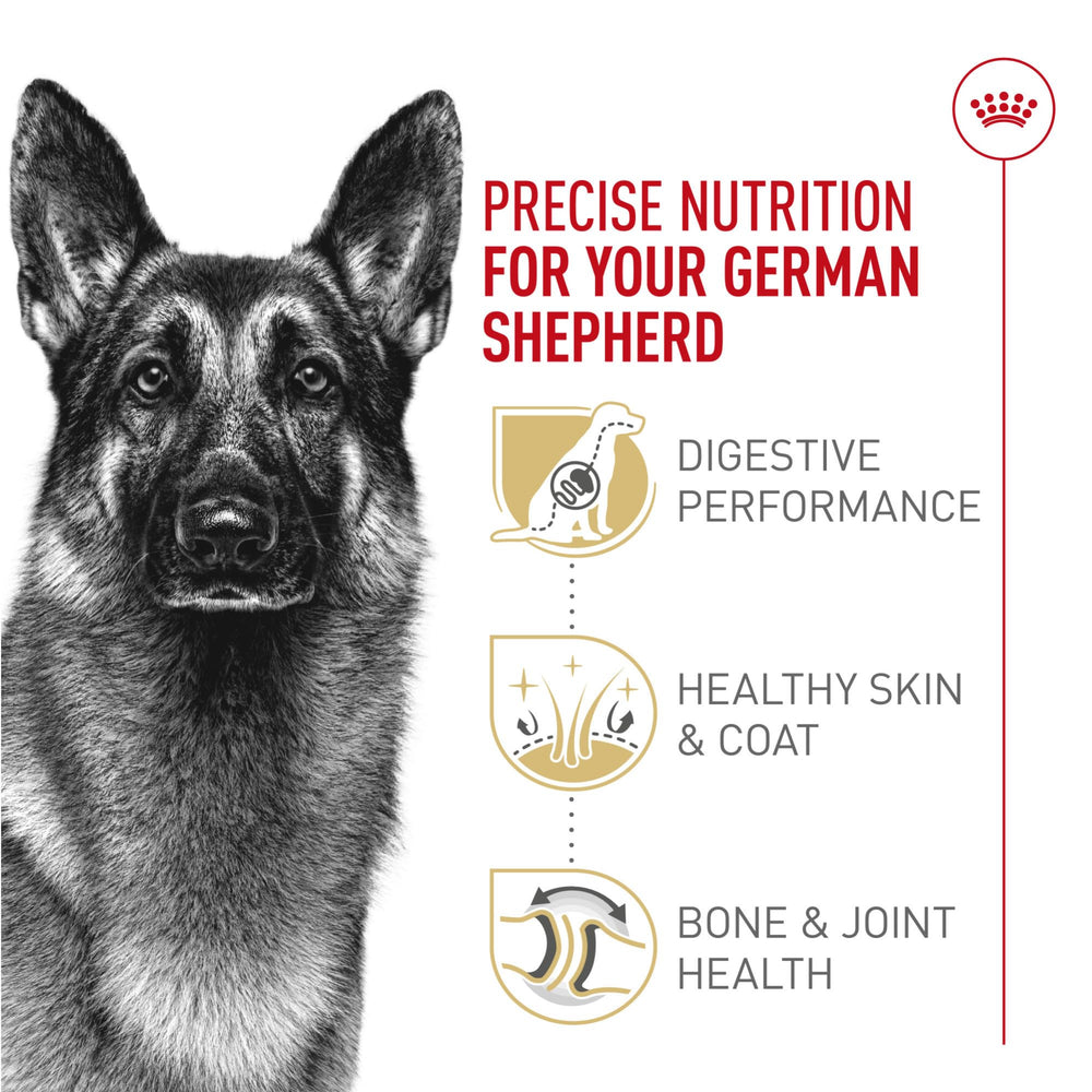 ROYAL CANIN croquette proche du museau d’un chien, illustre facilité de prise et appétence