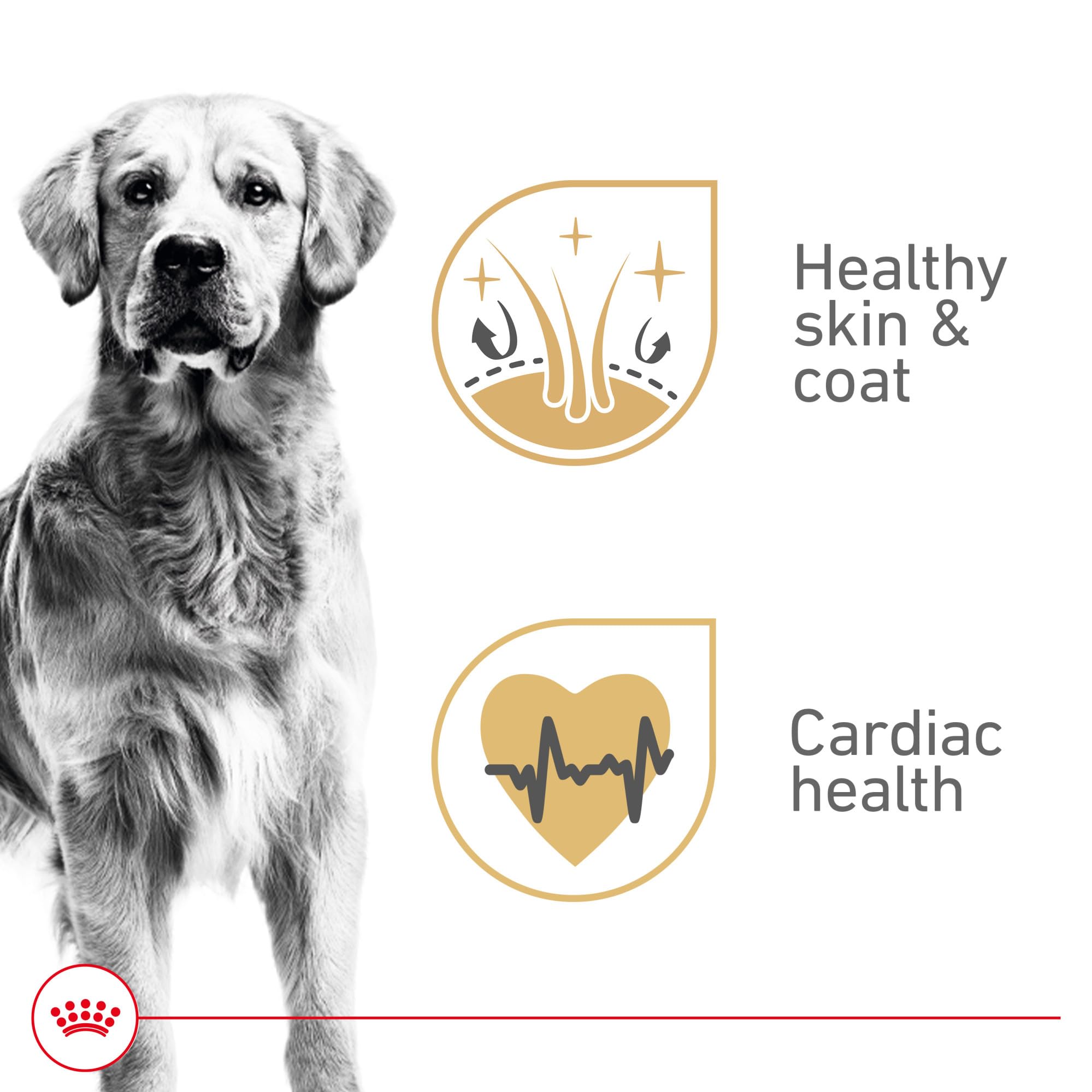 ROYAL CANIN boîte ouverte révélant la pâté en sauce appétente pour acceptation