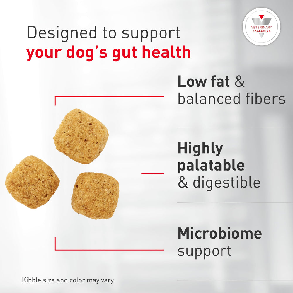 ROYAL CANIN bol servi dans cuisine, facilite hydratation et prise alimentaire