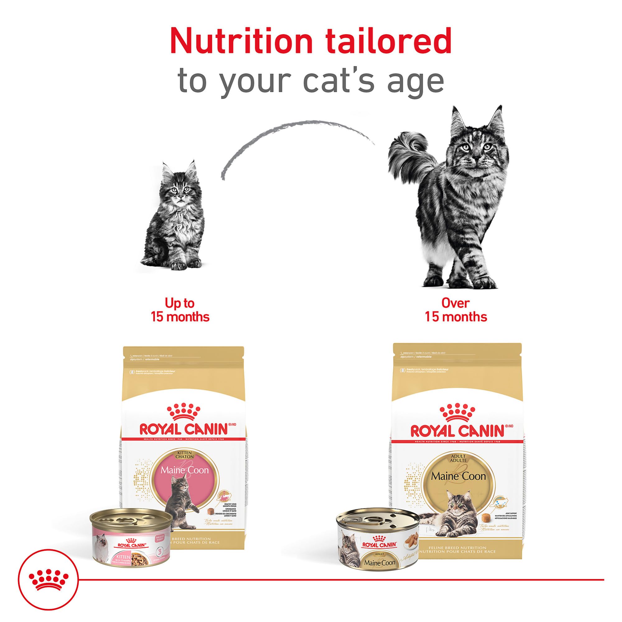 ROYAL CANIN bol servi avec Maine Coon illustrant satiété et pelage sain