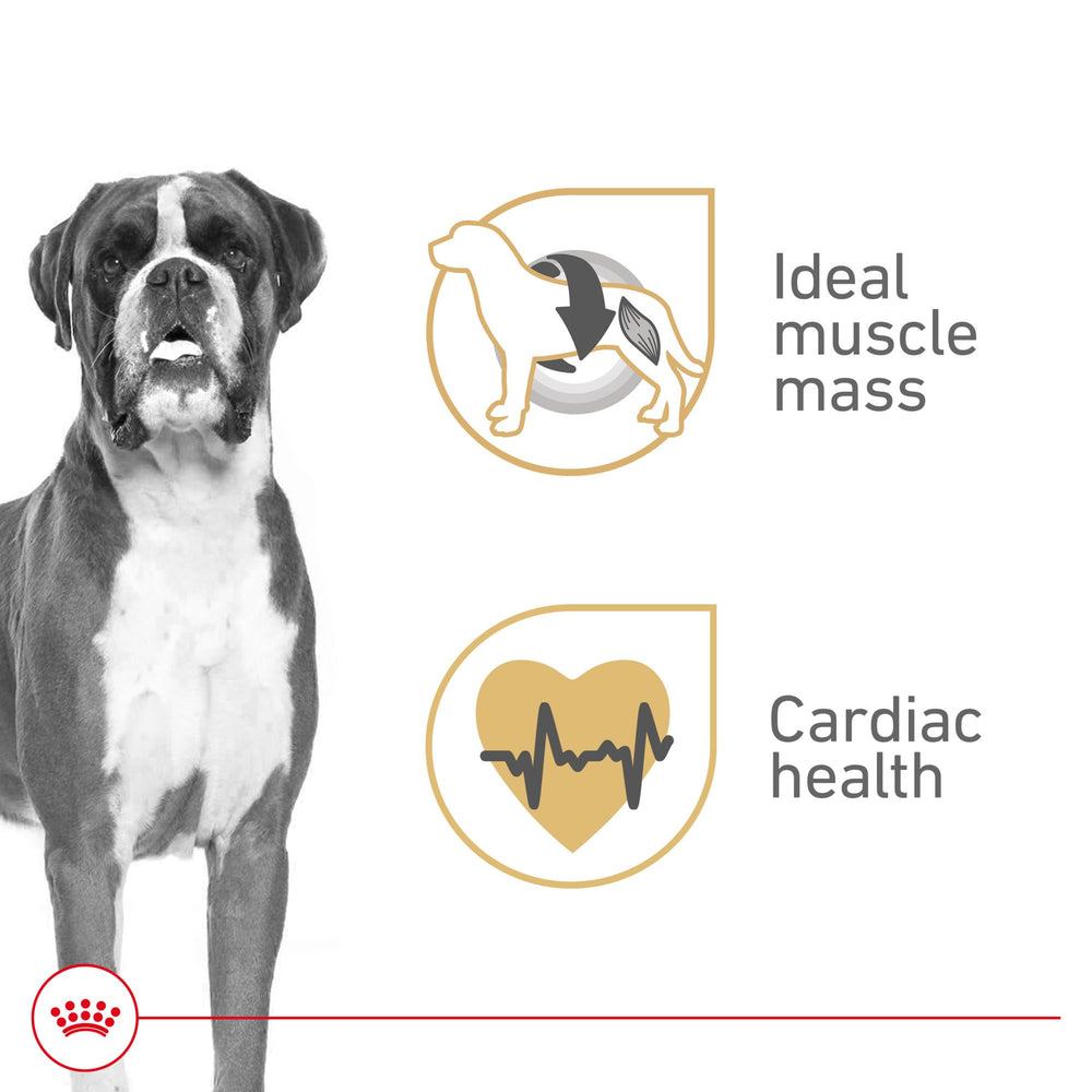ROYAL CANIN gros plan pâté en sauce soulignant appétence