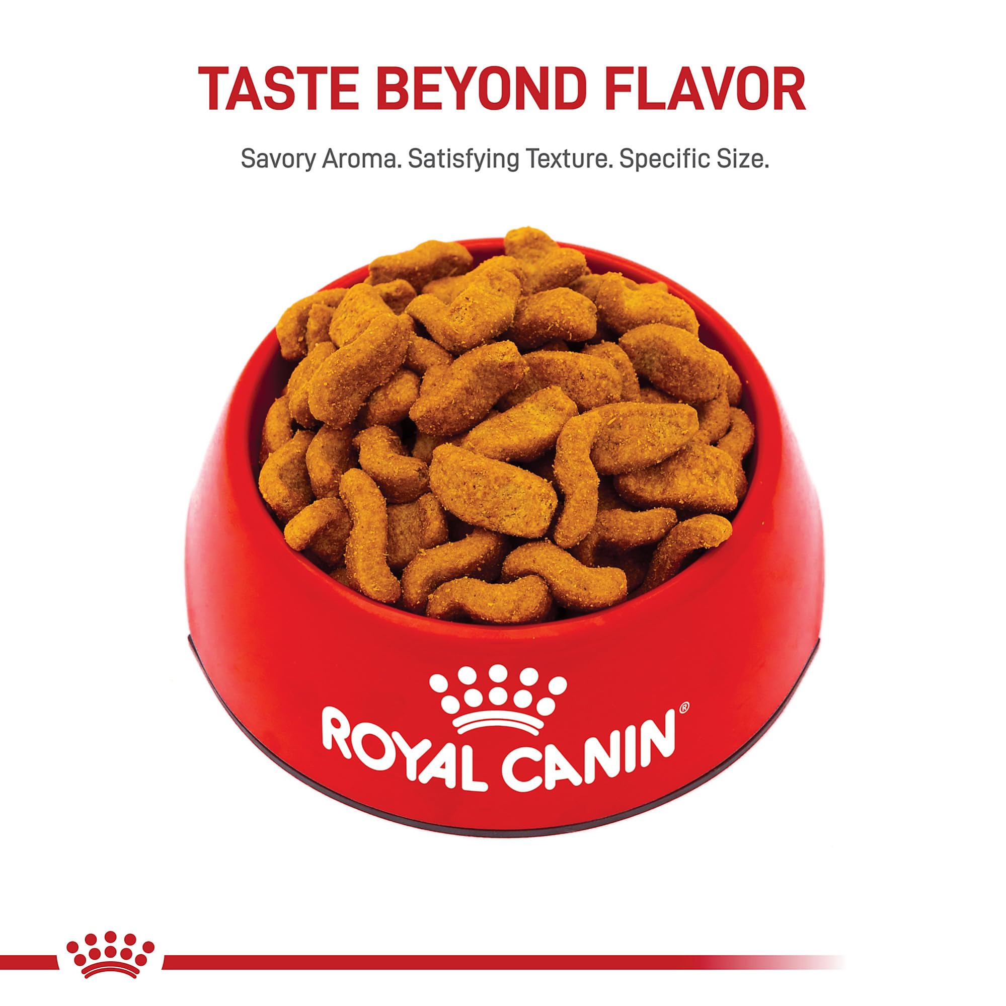 ROYAL CANIN bouledogue mange montrant confort et appétence