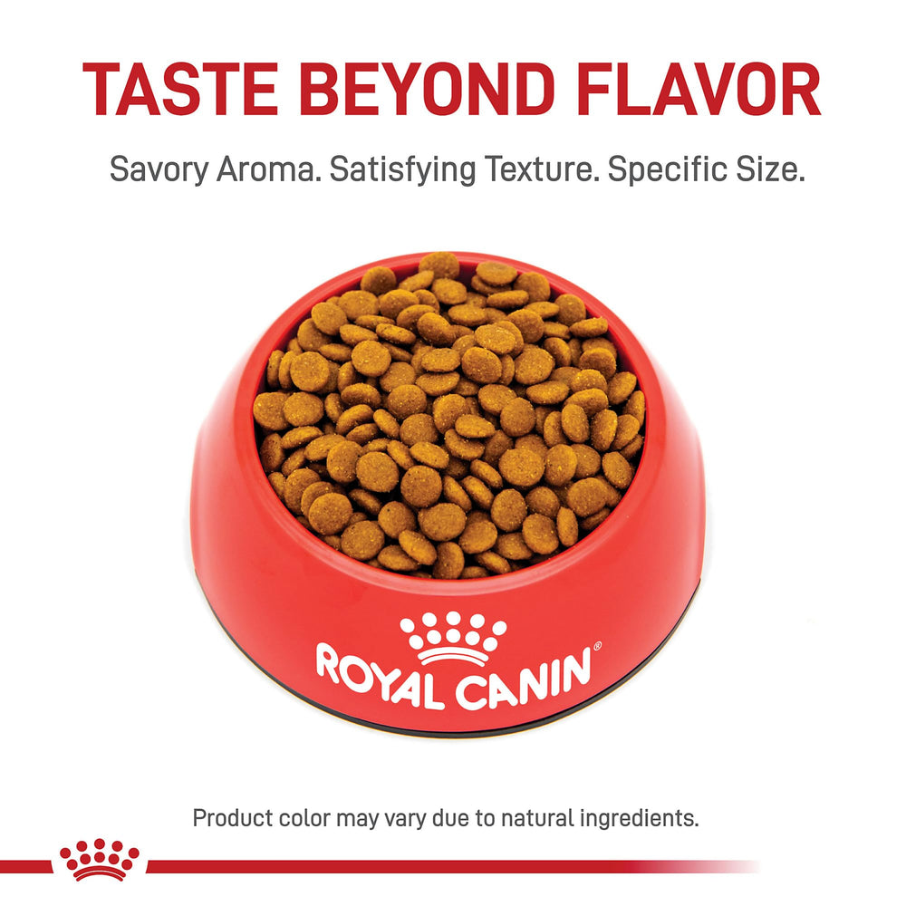 ROYAL CANIN chat au pelage brillant en extérieur illustrant aspect visiblement amélioré