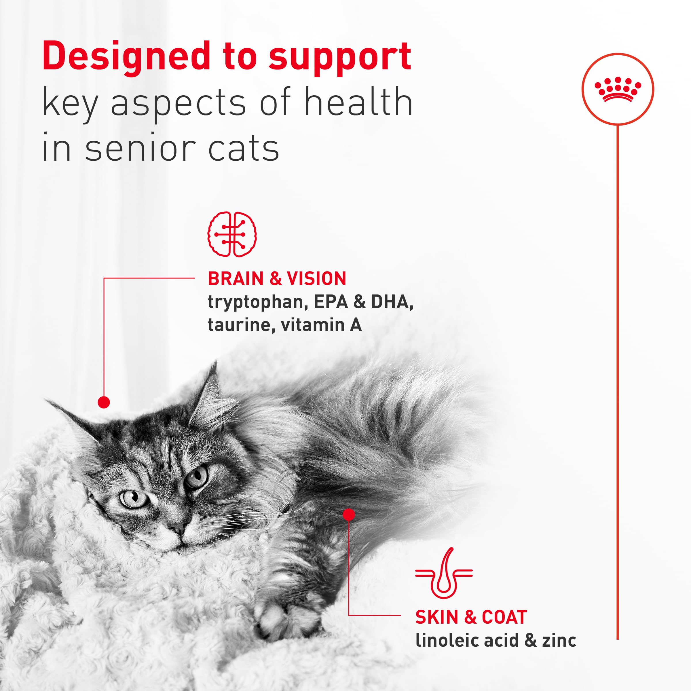ROYAL CANIN chat senior mangeant facilement la mousse appétente