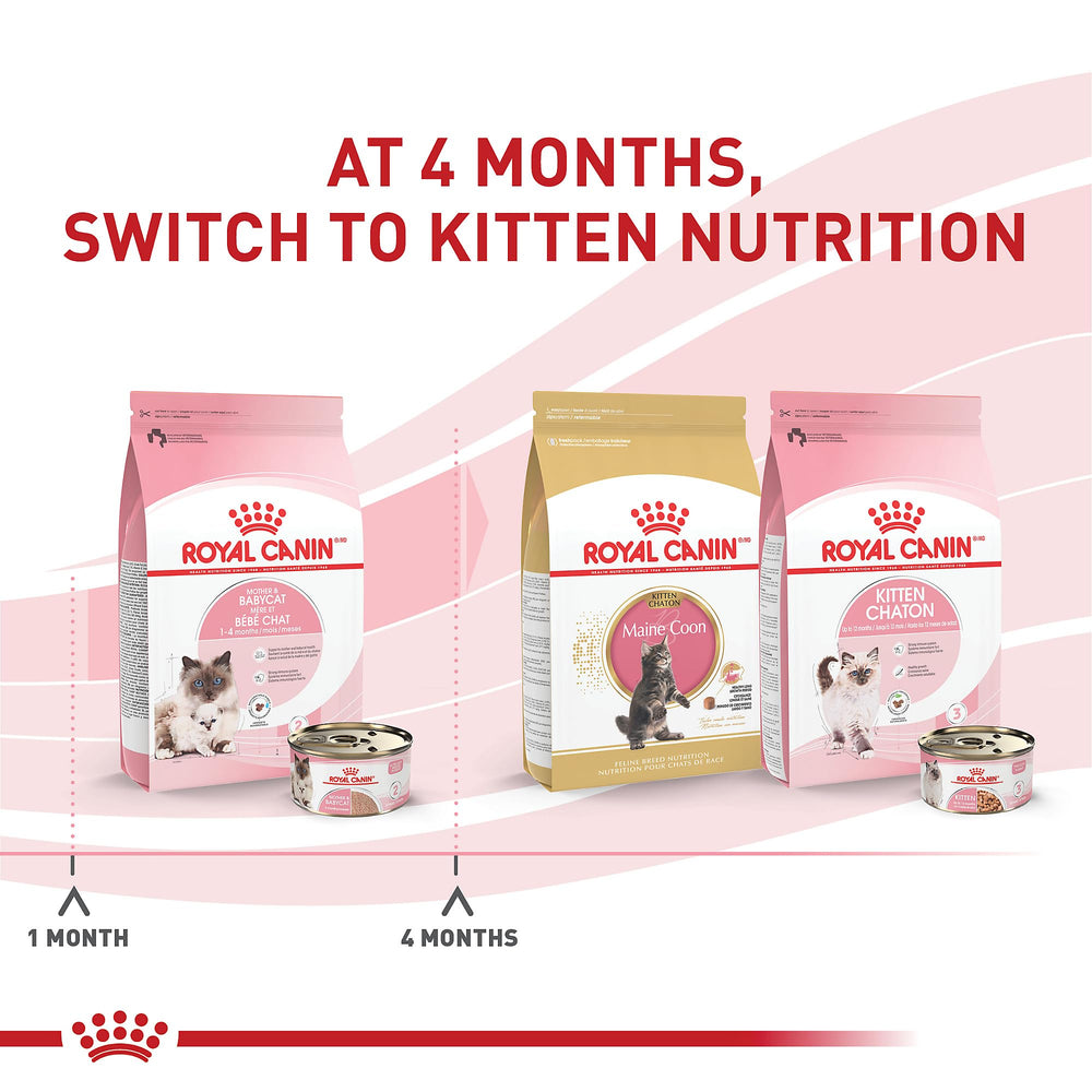 ROYAL CANIN chaton mangeant la mousse montrant acceptation alimentaire