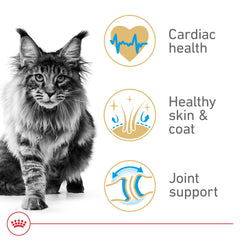 ROYAL CANIN démonstration prise en bouche pour mâchoire adaptée et confort