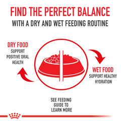 ROYAL CANIN chien mange en cuisine, favorise perte de poids progressive
