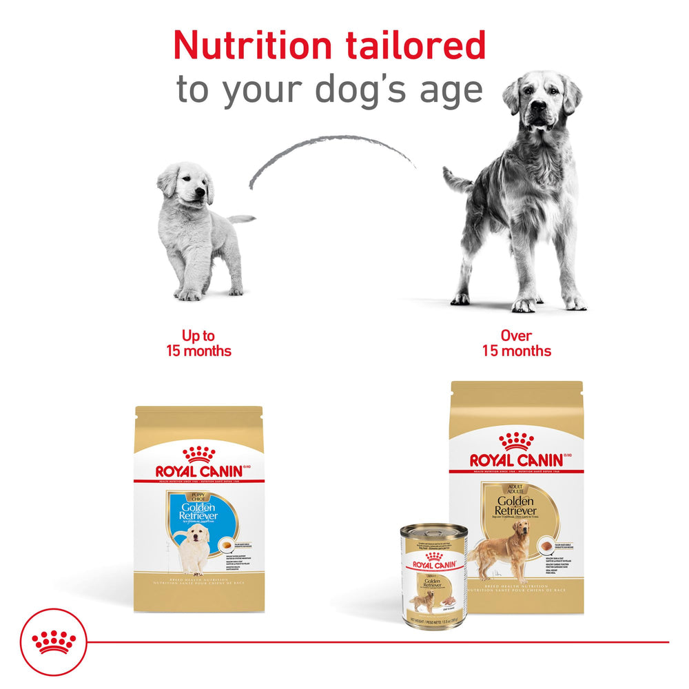 ROYAL CANIN chien Golden Retriever mangeant dans une gamelle pour plaisir alimentaire