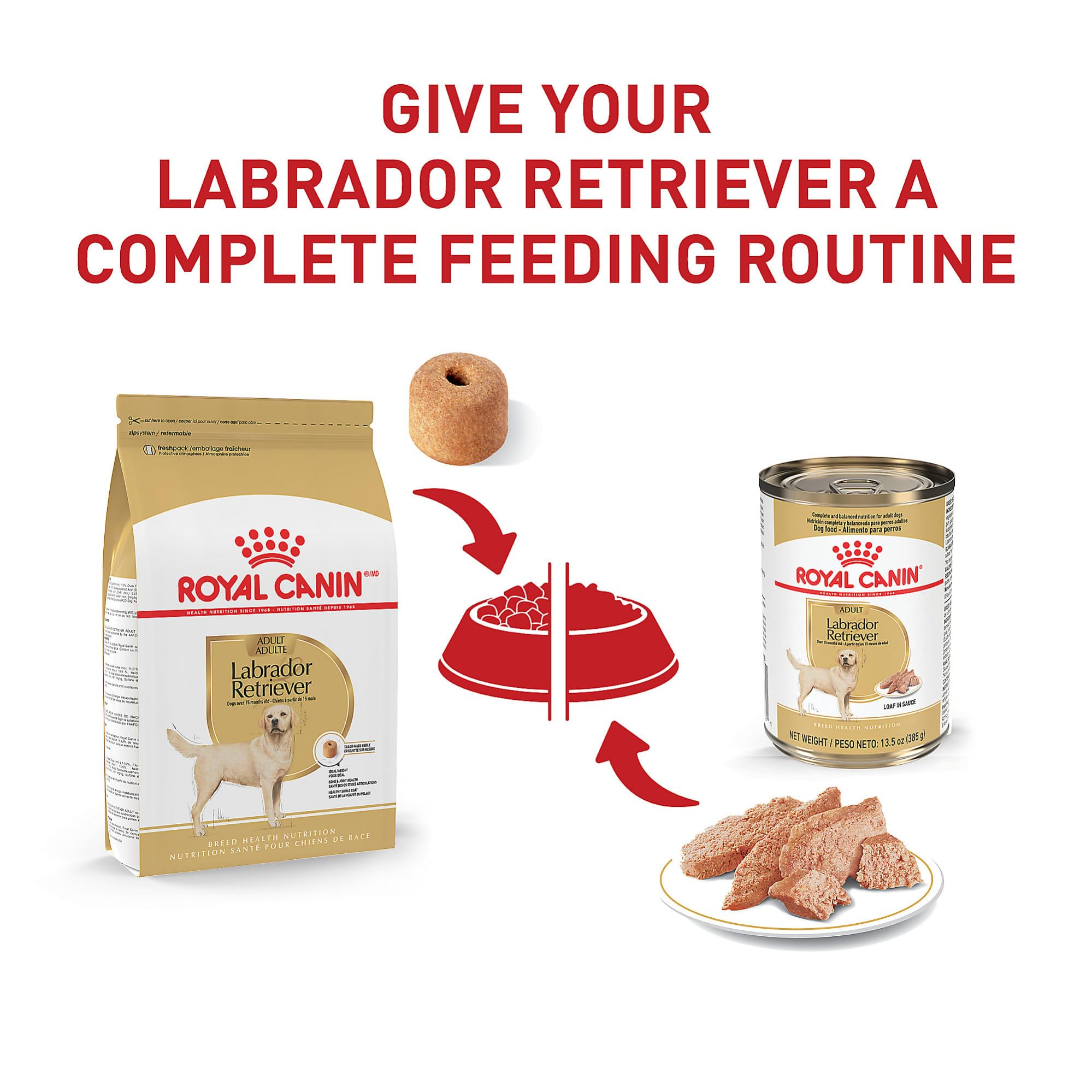 ROYAL CANIN Labrador mangeant au bol, posture confortable lors du repas