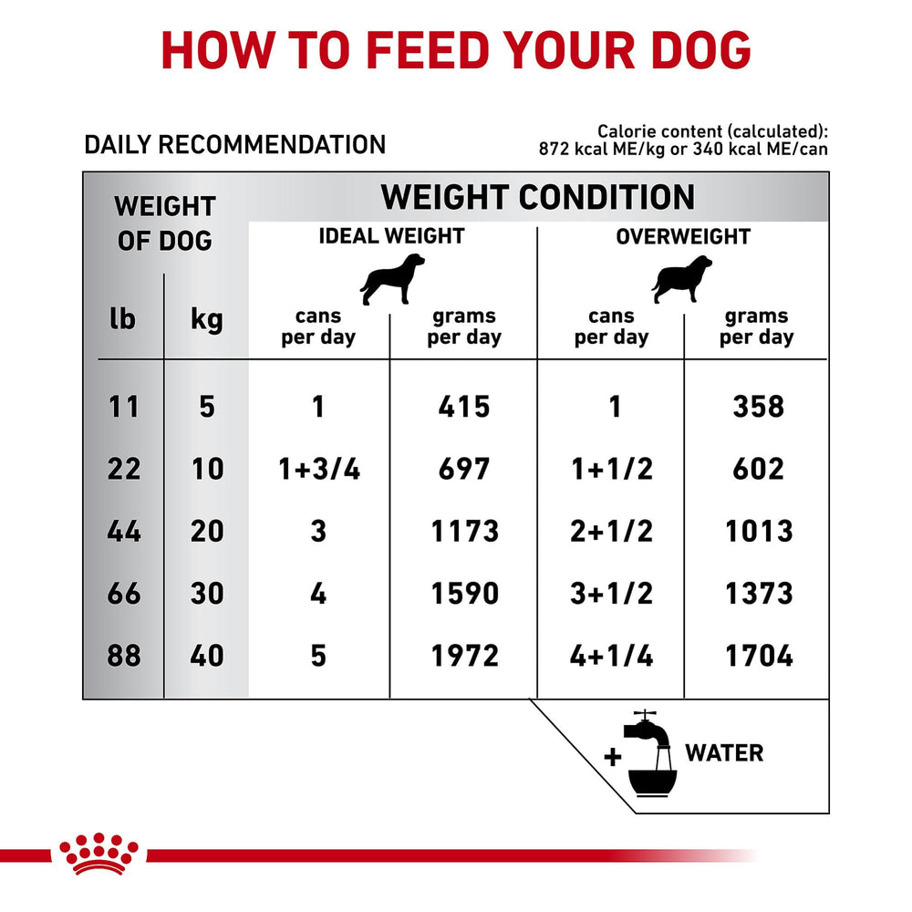 ROYAL CANIN chien mange la pâtée, réduction des inconforts digestifs