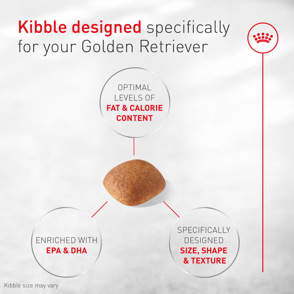 ROYAL CANIN Golden Retriever mangeant montrant satisfaction et santé