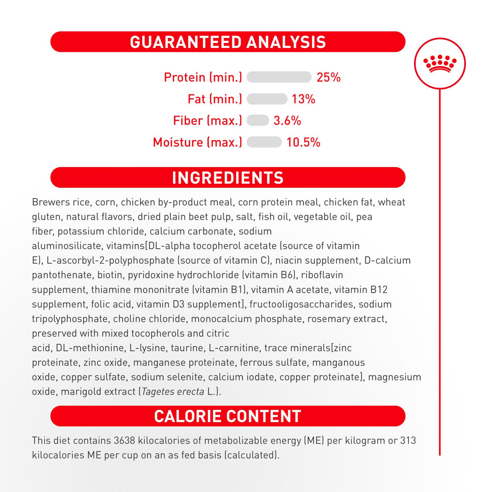 ROYAL CANIN Chihuahua en intérieur illustrant énergie et bien-être quotidien