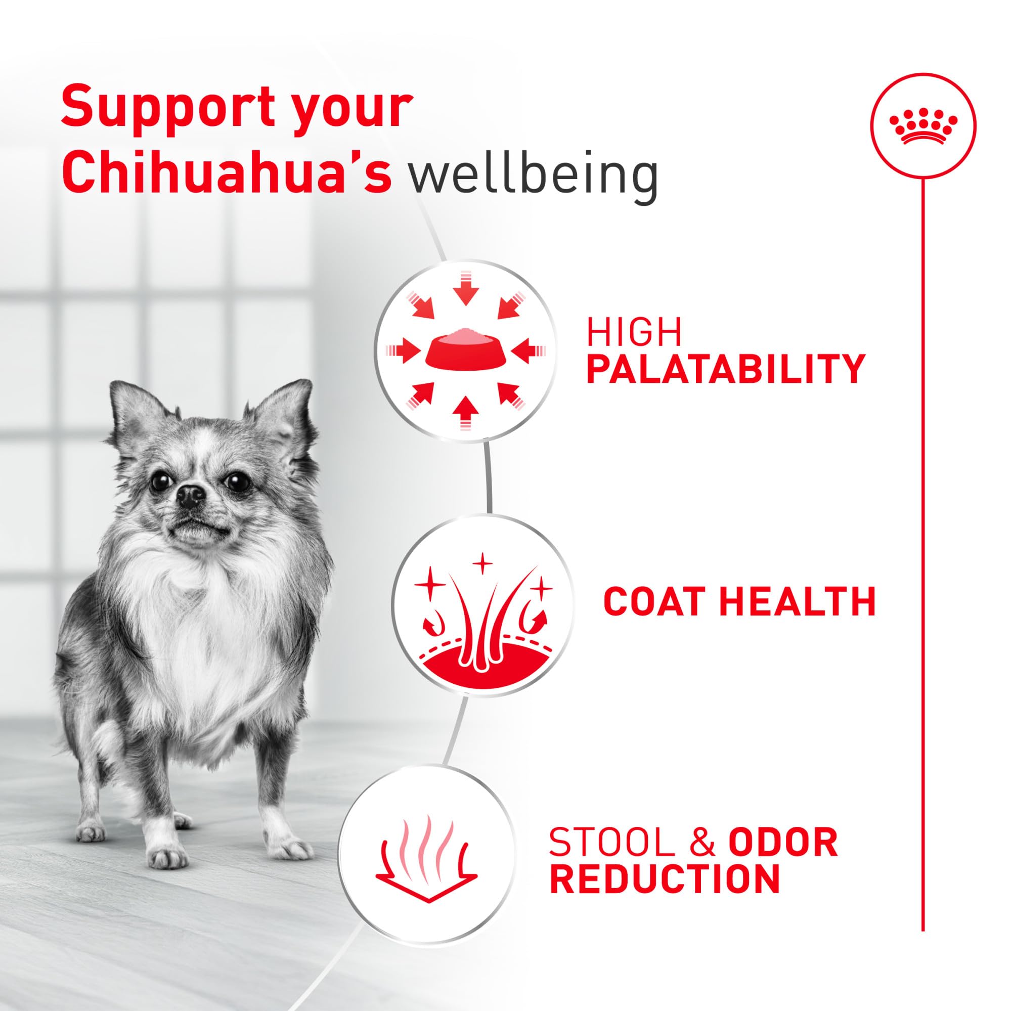 ROYAL CANIN Chihuahua qui mange croquettes pour appétence et satisfaction