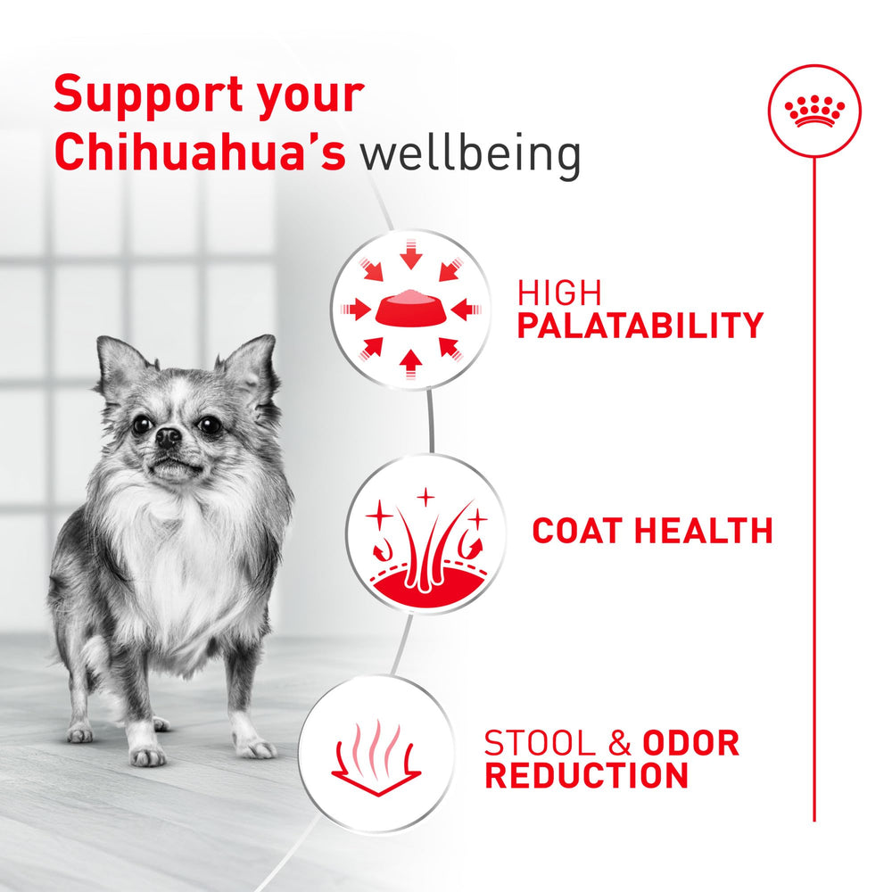 ROYAL CANIN Chihuahua qui mange croquettes pour appétence et satisfaction