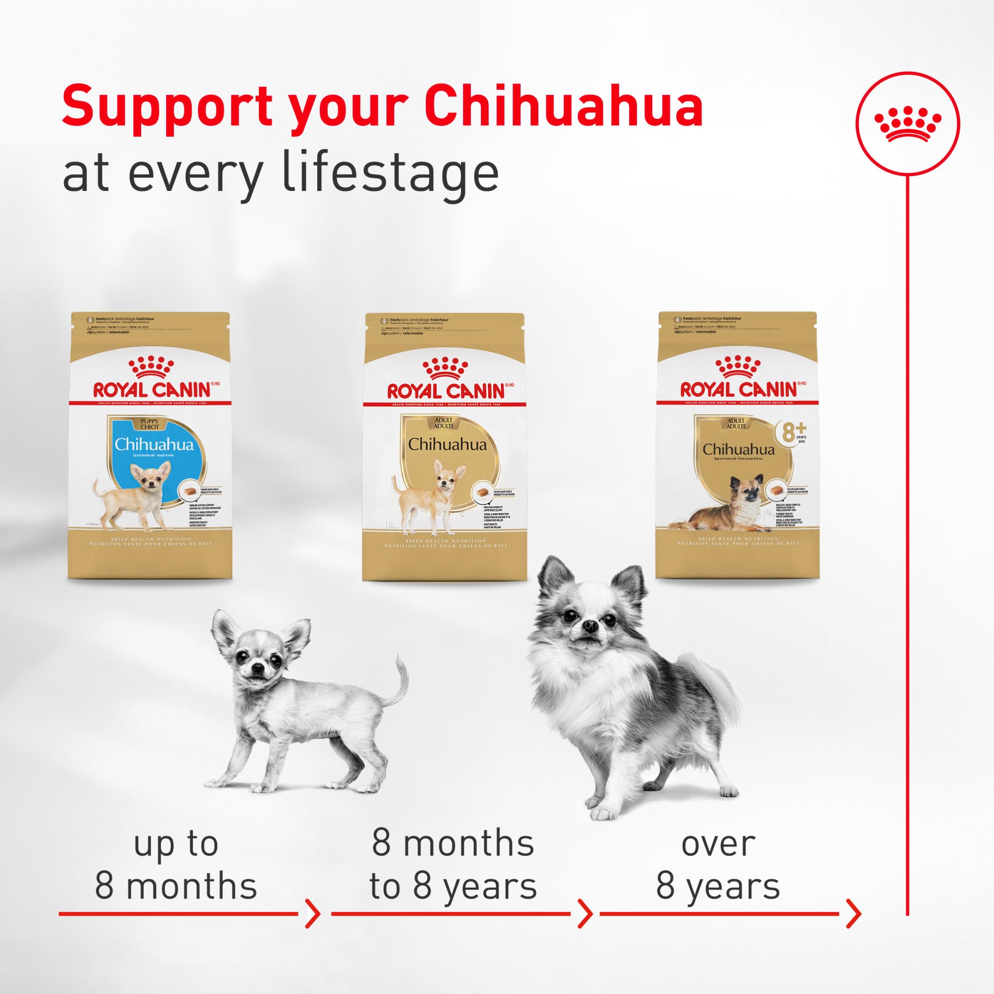 ROYAL CANIN portion servie dans un bol illustrant quantité adaptée et contrôle des rations