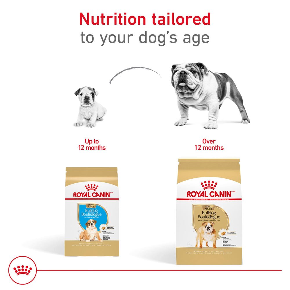 ROYAL CANIN chiot actif jouant après repas pour énergie équilibrée