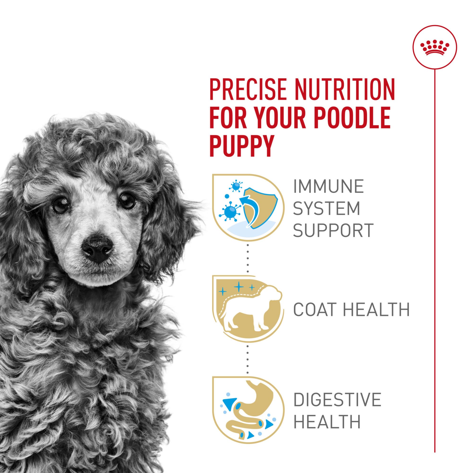 ROYAL CANIN chiot Caniche mangeant dans un bol illustrant l'acceptation et la praticité