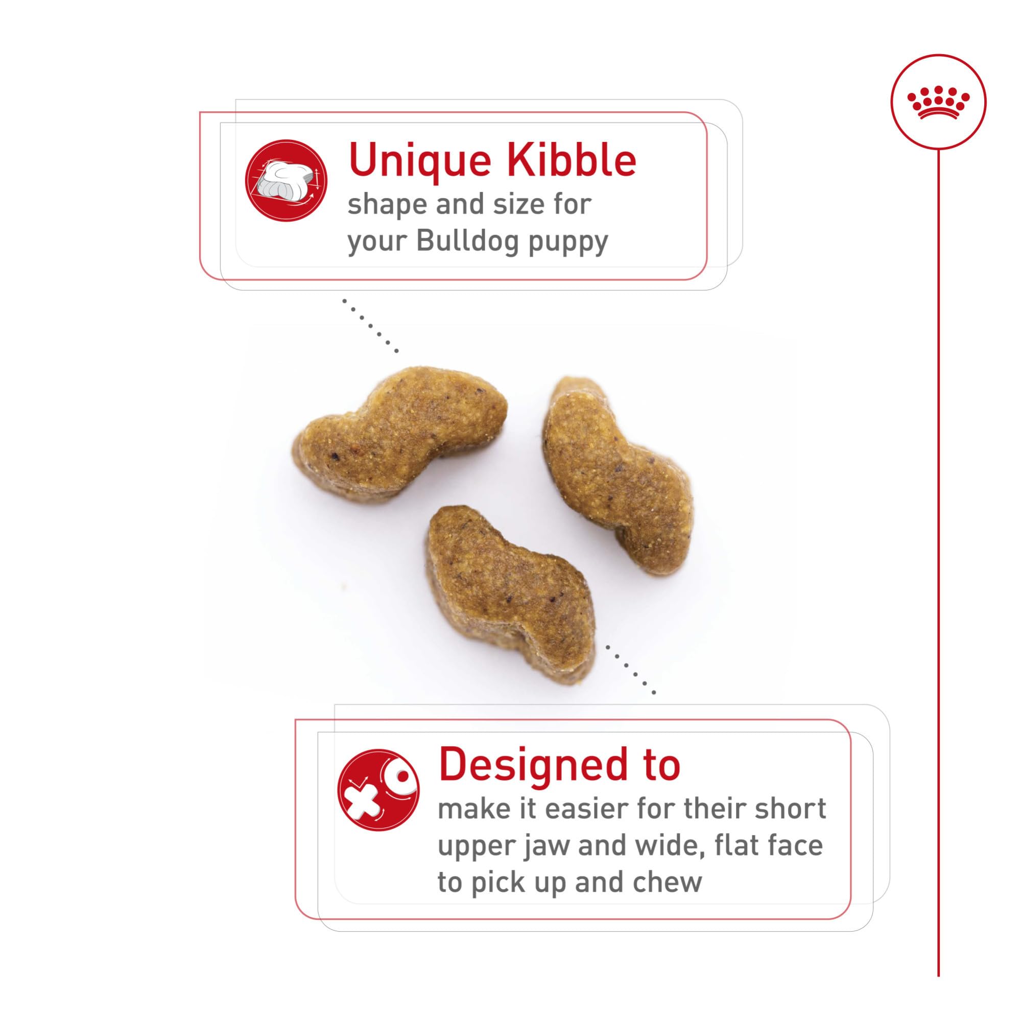 ROYAL CANIN chiot bulldog mangeant et profitant dune digestion facilitée