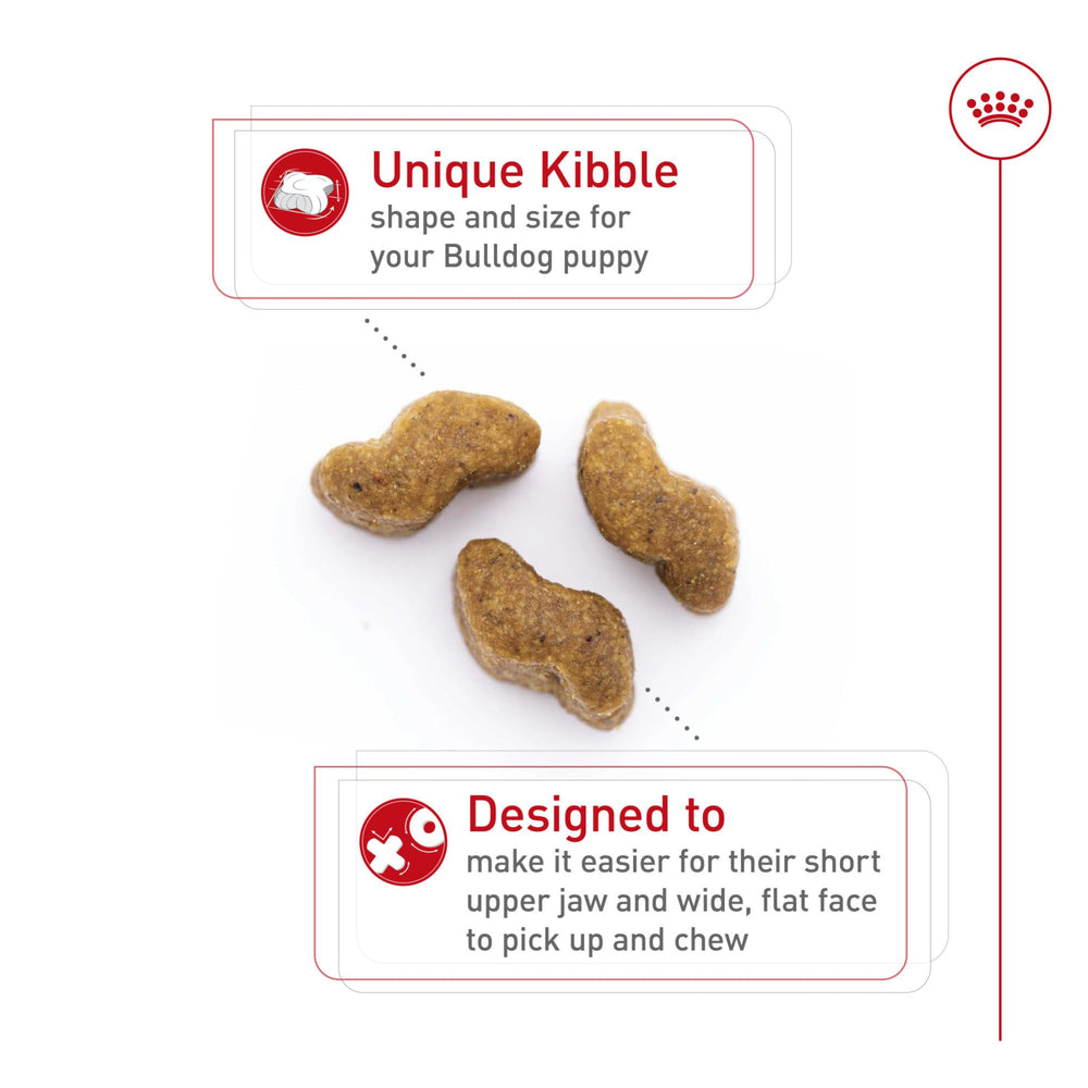 ROYAL CANIN chiot bulldog mangeant et profitant dune digestion facilitée