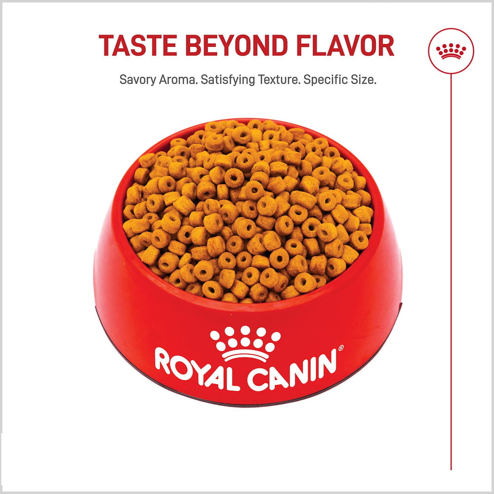 Royal Canin chiot Labrador mangeant en cuisine illustrant appétence et confort