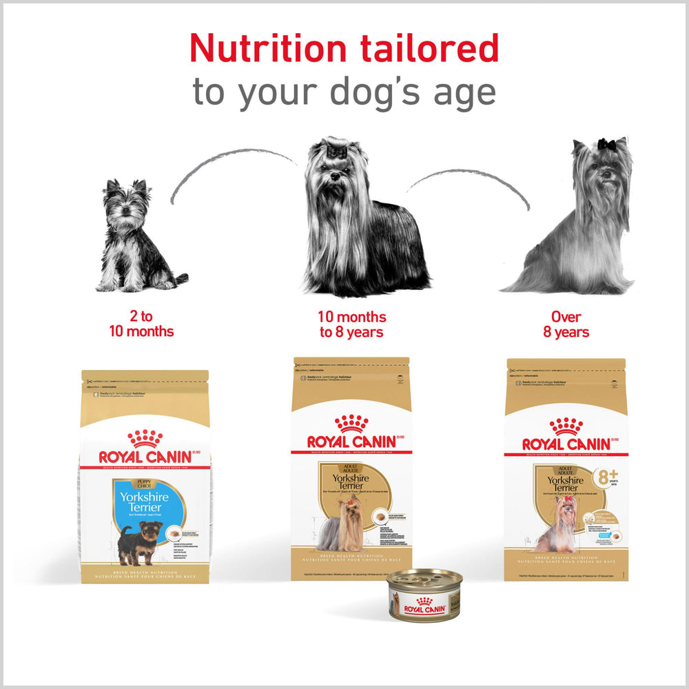 ROYAL CANIN chiot Yorkshire au pelage brillant après alimentation adaptée