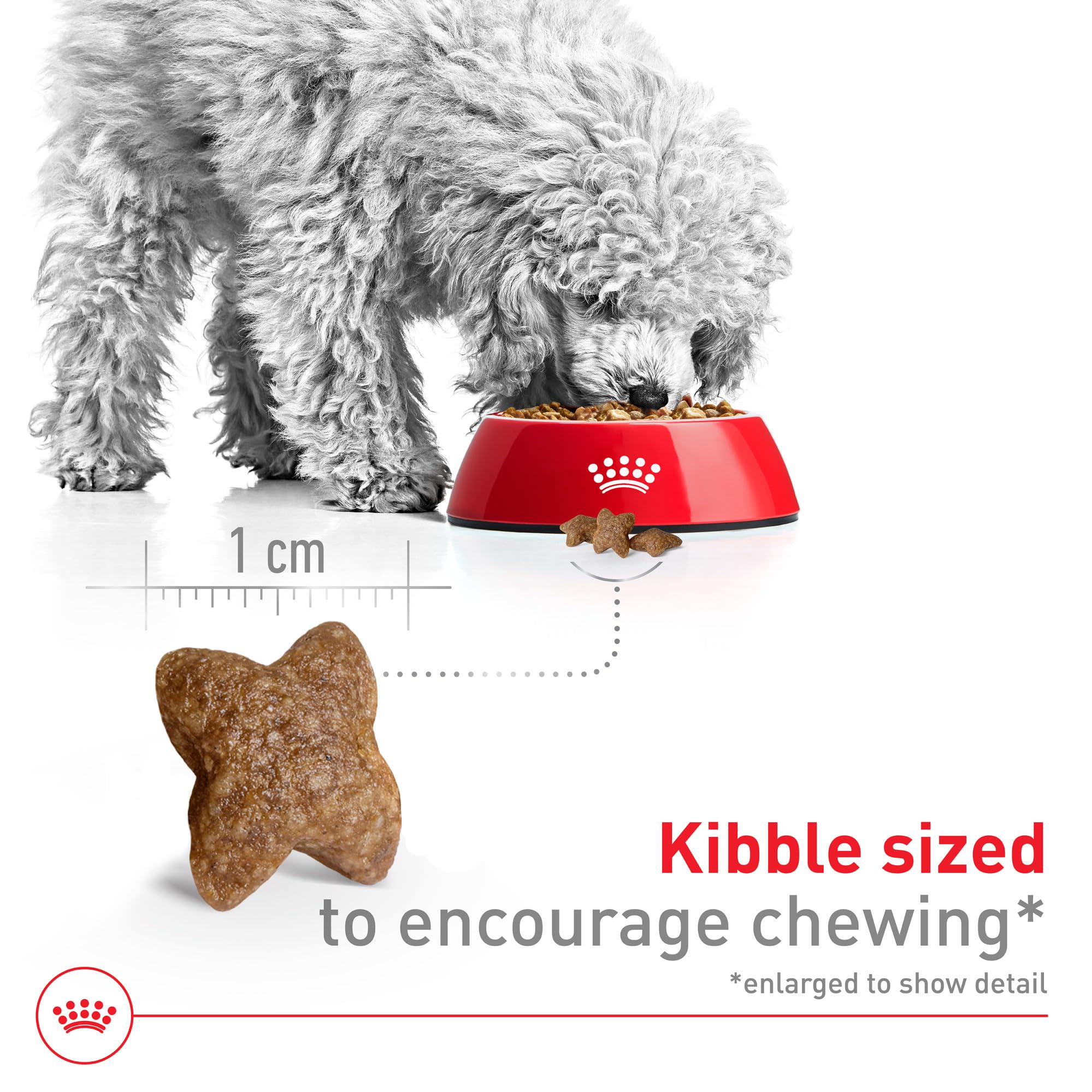 ROYAL CANIN petit chien mangeant dans un bol illustrant appétence et plaisir au repas