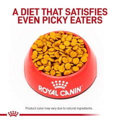 ROYAL CANIN petit chien mangeant croquettes pour souligner facilité de mastication