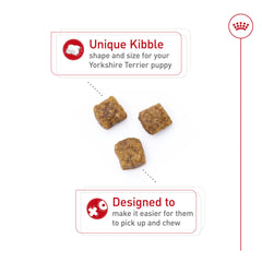 ROYAL CANIN chiot Yorkshire mangeant des croquettes pour une mastication aisée