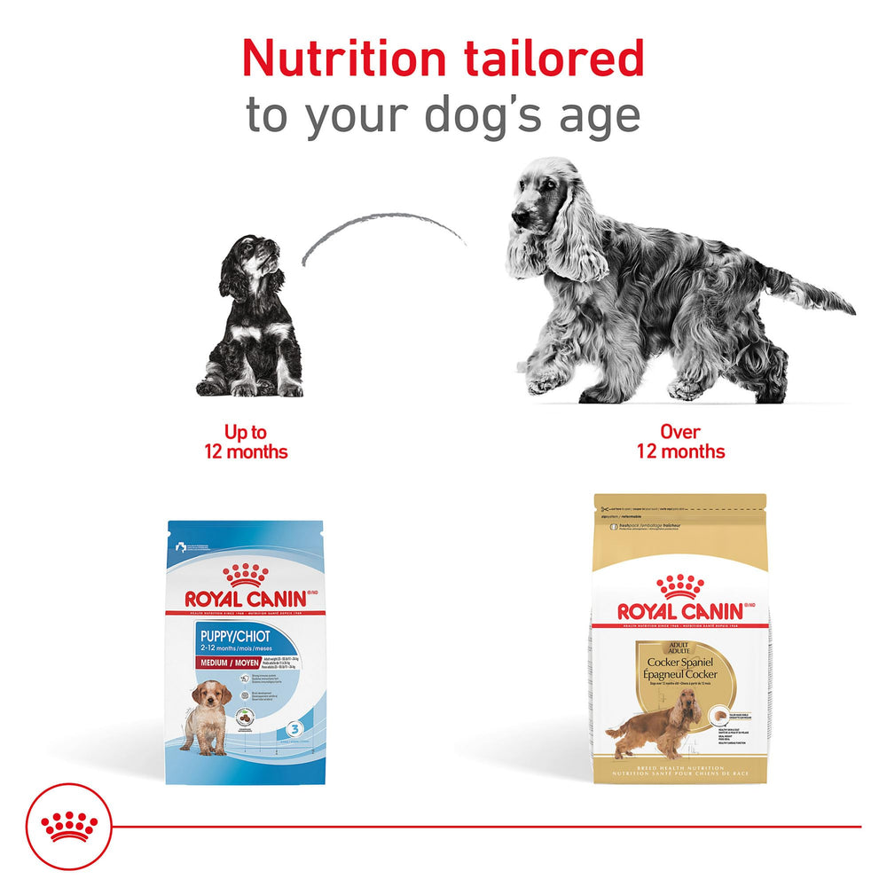 ROYAL CANIN chien Cocker mangeant avec appétence et digestion aisée