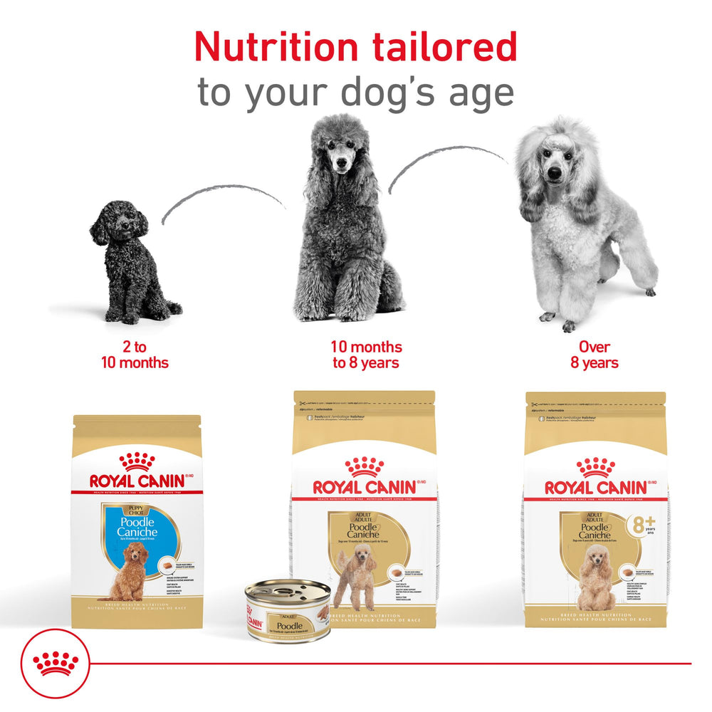 ROYAL CANIN comparaison taille croquette dans une main montrant adéquation à la mâchoire