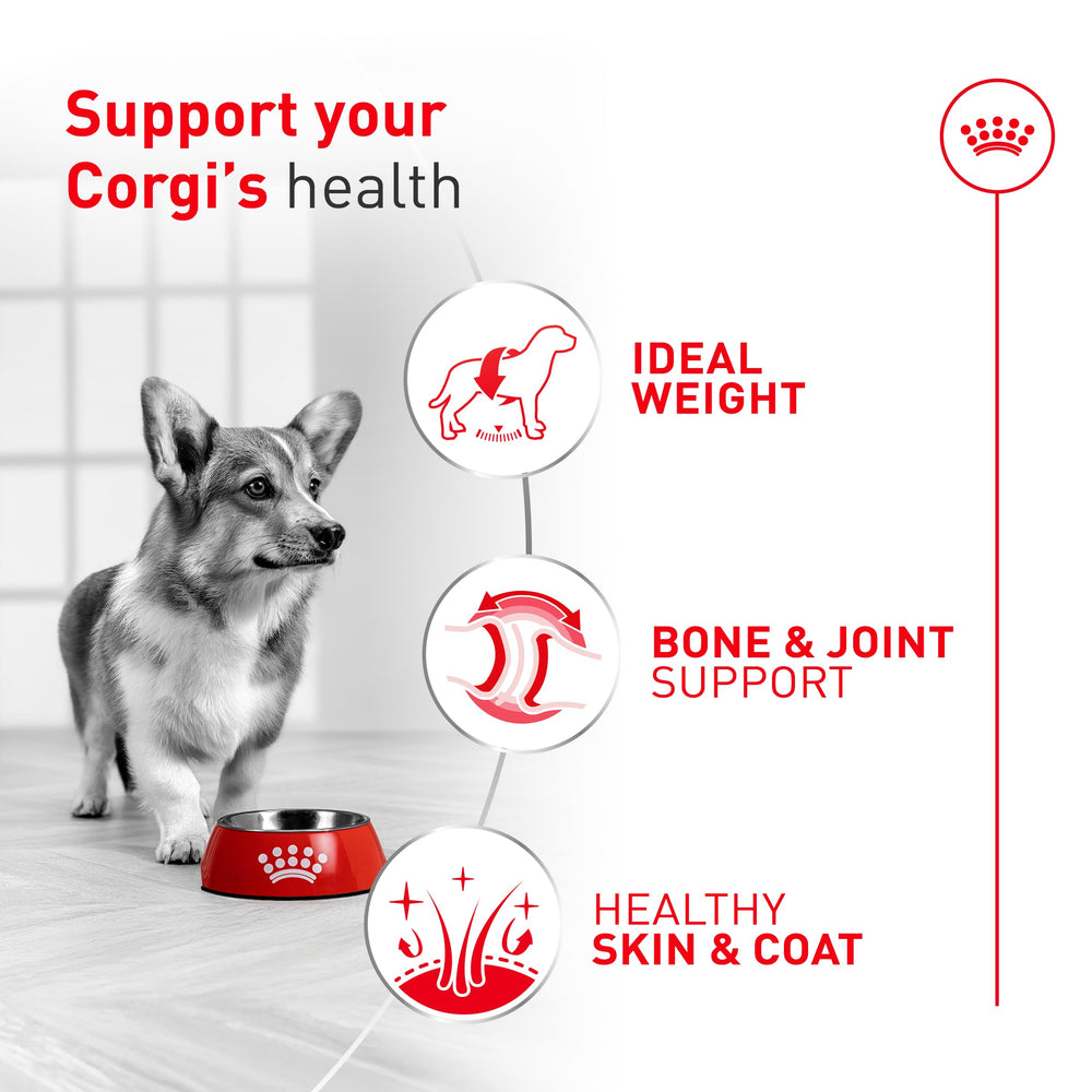 ROYAL CANIN gros plan croquette montrant texture et appétence