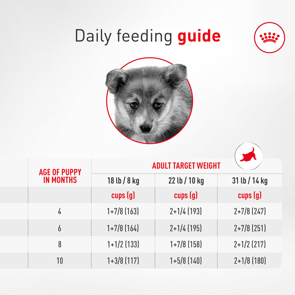 Comparaison taille croquette ROYAL CANIN Corgi Puppy adaptée à la mâchoire du Corgi