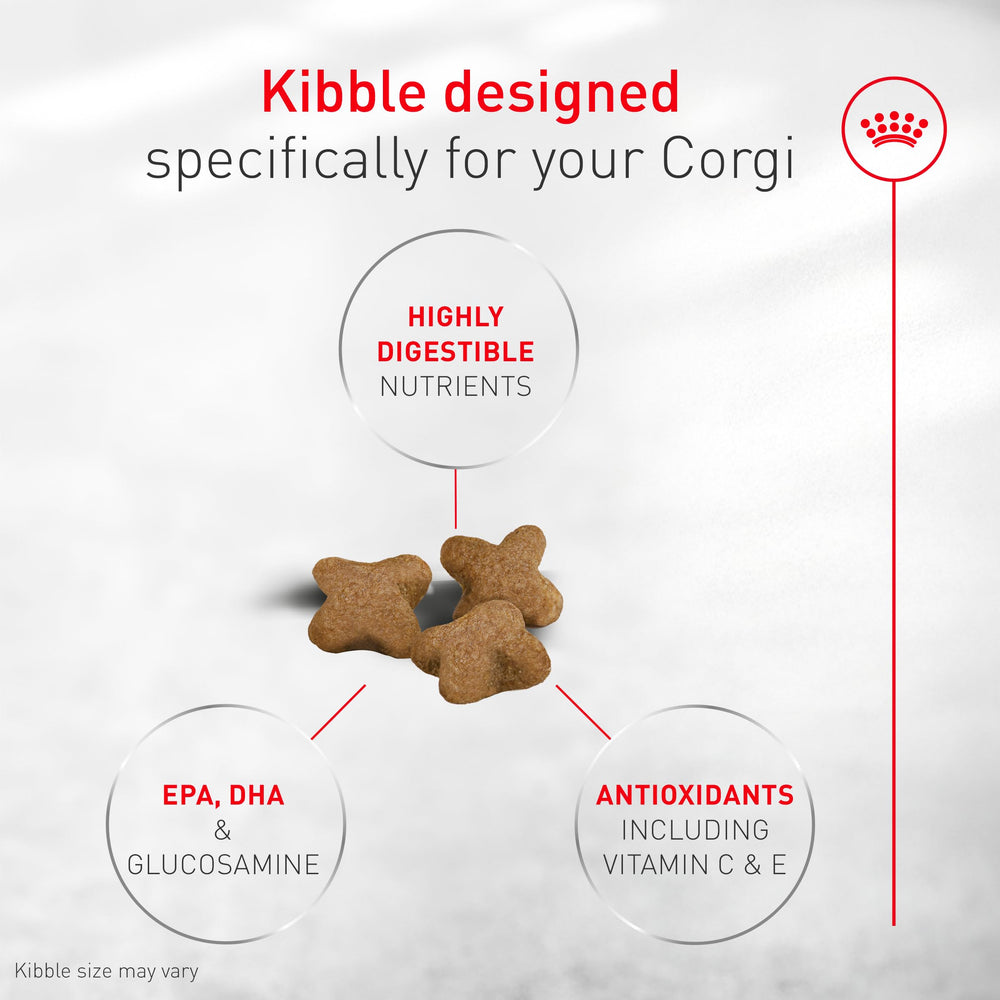 Gros plan sur croquette ROYAL CANIN Corgi Puppy montrant texture et appétence