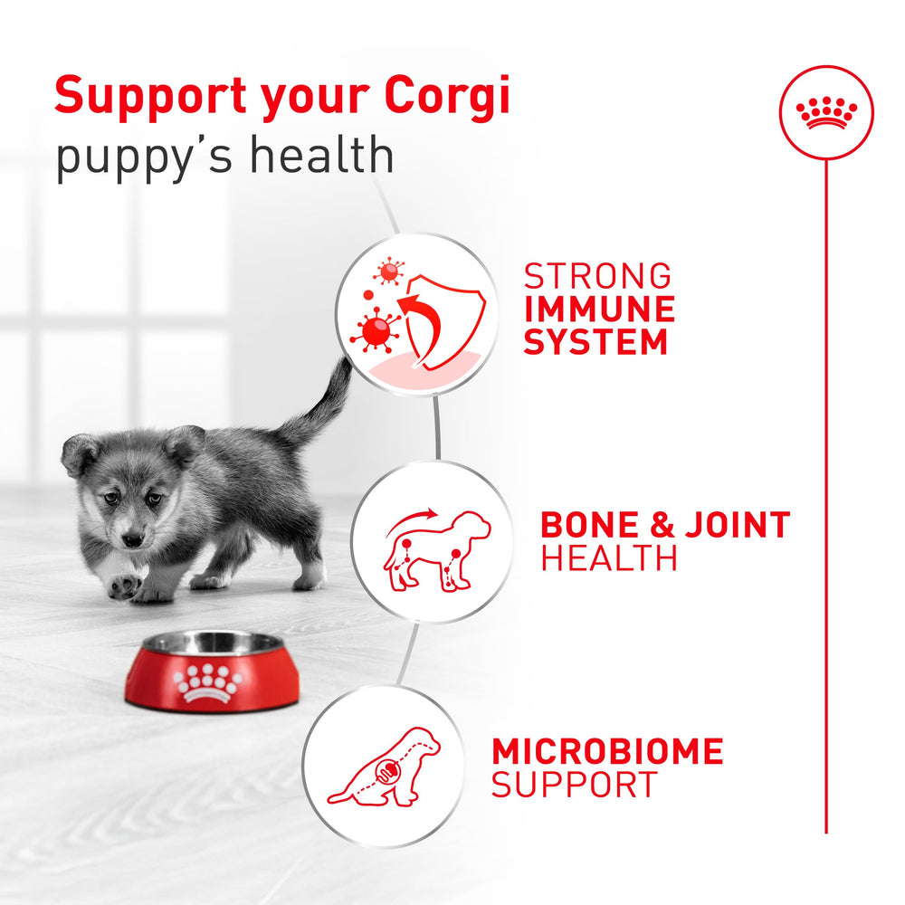 Table avec portion de croquettes ROYAL CANIN Corgi Puppy illustrant ration journalière