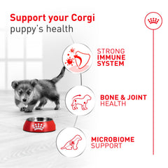 Table avec portion de croquettes ROYAL CANIN Corgi Puppy illustrant ration journalière
