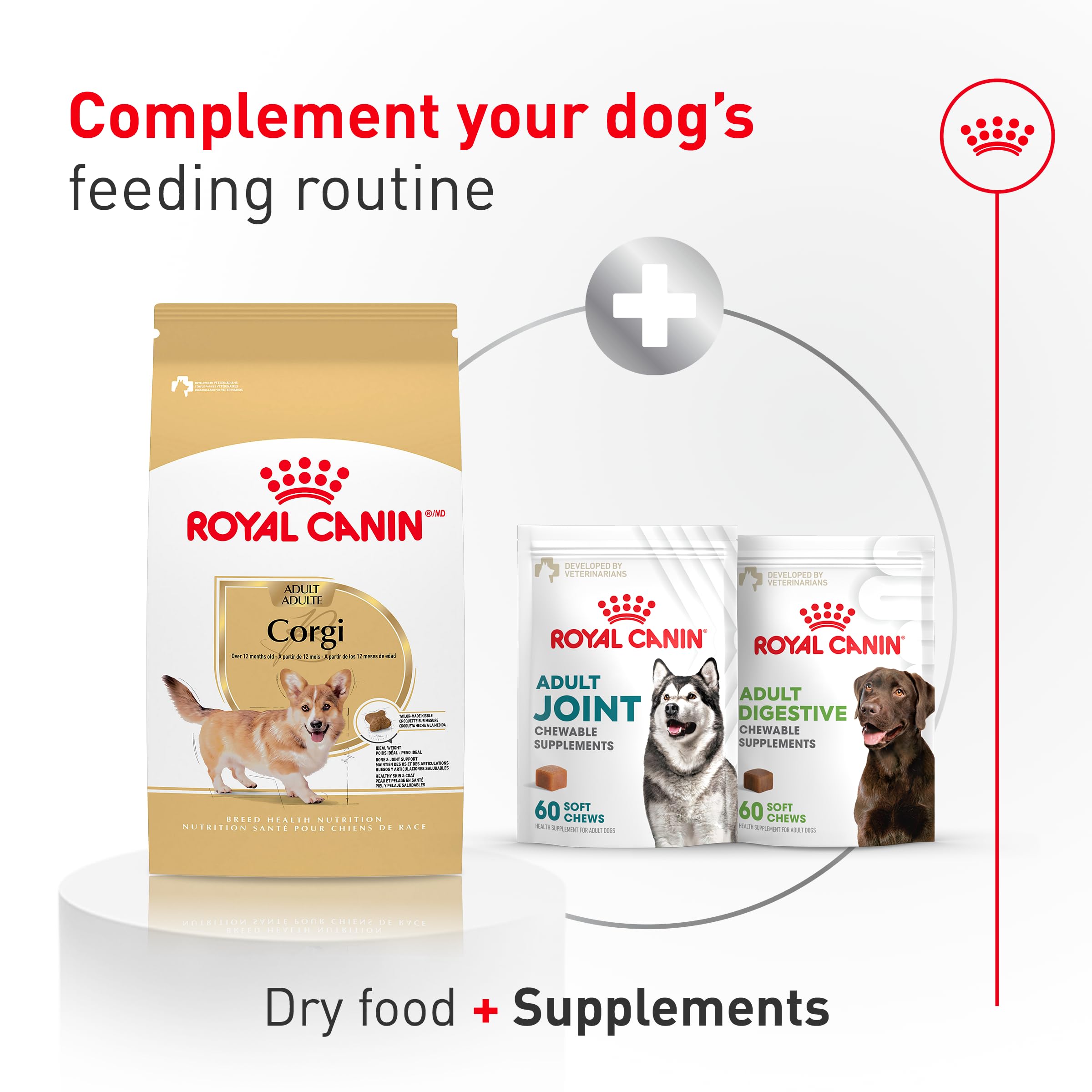 ROYAL CANIN pelage d’un Corgi montrant fourrure saine et brillante