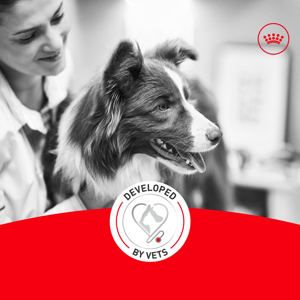 ROYAL CANIN zoom ingrédients affichant nutriments ciblés pour articulations