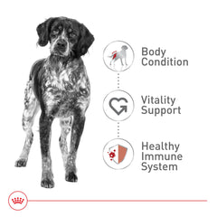 ROYAL CANIN croquette dans main montre taille adaptée mastication