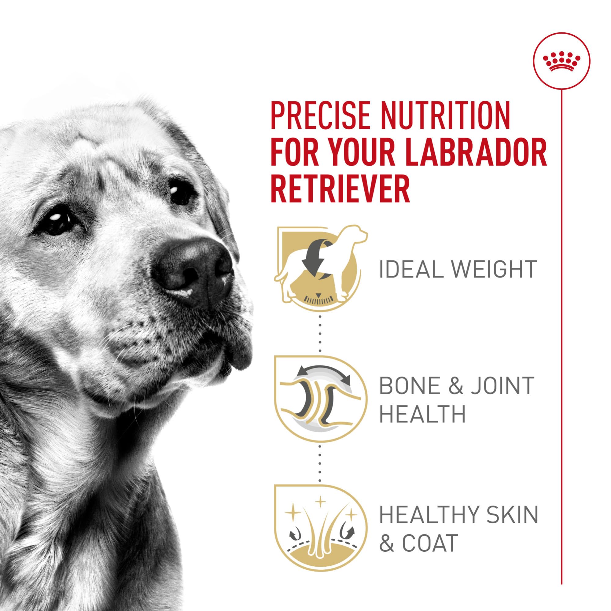 ROYAL CANIN croquette dans la main illustrant la taille adaptée au Labrador